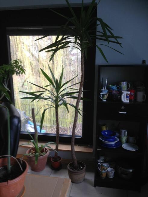 kwiaty doniczkowe Yuki, monstery