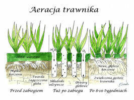 Aeracjia rurkowa otworowa, Piaskowanie topdresing trawnika