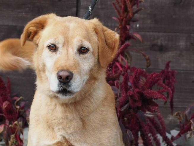 BIAŁY cudowny psiak kochający ludzi i świat szuka PILNIE dom