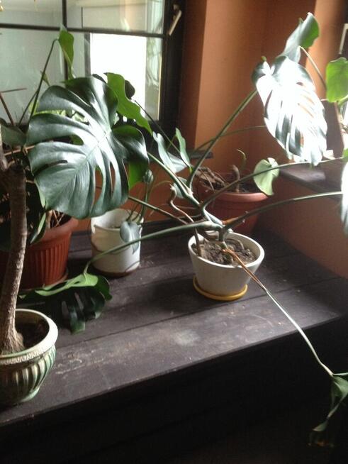 kwiaty doniczkowe Yuki, monstery