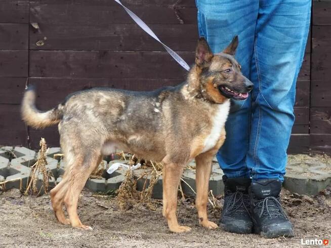 SATURN wesoły proludzki psiak kochający życie szuka domu