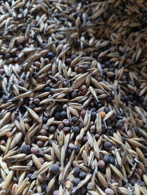 sprzedam wyke z owsem !!!