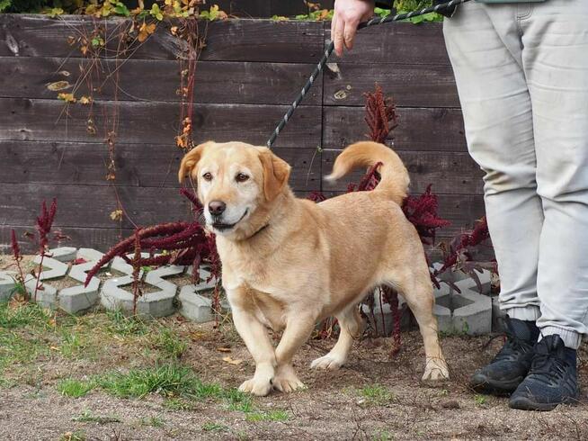 BIAŁY cudowny psiak kochający ludzi i świat szuka PILNIE dom