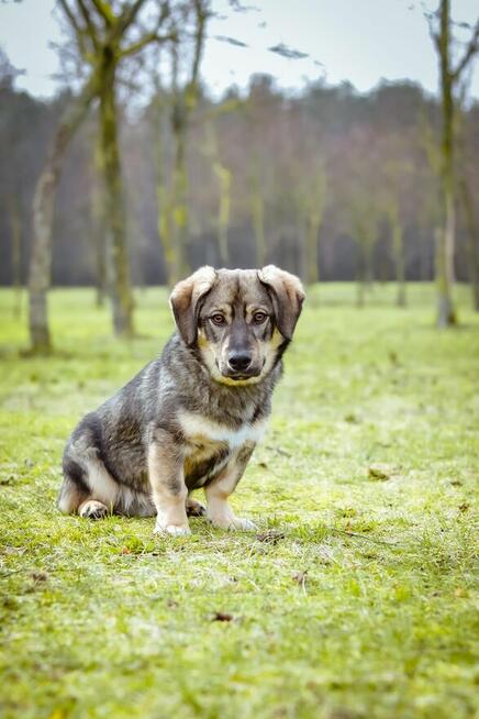 Daster- młodziutki piesek czeka na odpowiedzialny dom- ado