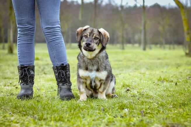 Daster- młodziutki piesek czeka na odpowiedzialny dom- ado
