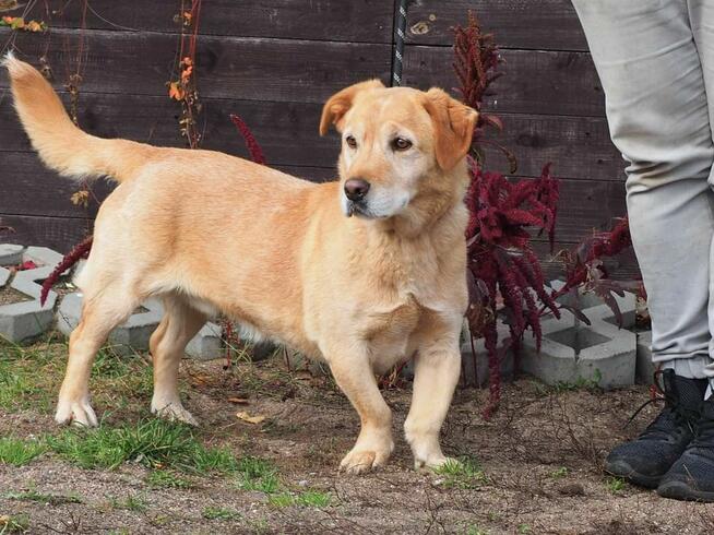BIAŁY cudowny psiak kochający ludzi i świat szuka PILNIE dom