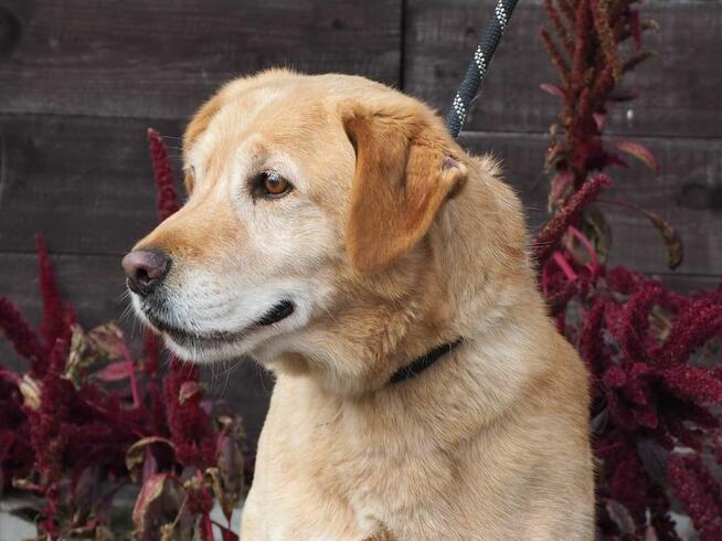 Cudowny psiak kochający wszystkich szuka PILNIE dobrego domu