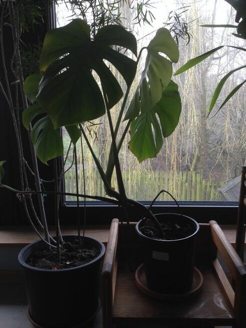 kwiaty doniczkowe Yuki, monstery