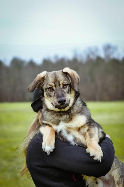 Daster- młodziutki piesek czeka na odpowiedzialny dom- ado