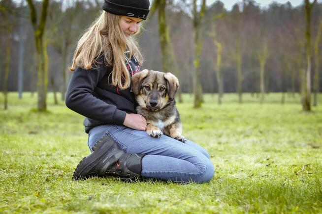 Daster- młodziutki piesek czeka na odpowiedzialny dom- ado