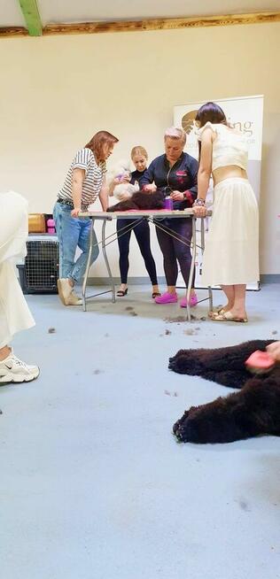 Szkolenia DLA GROOMERÓW, okolice W-wy