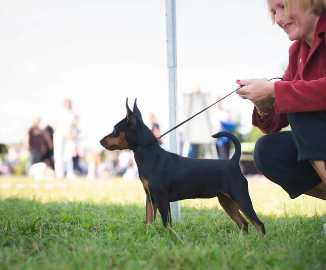 Pinczer Miniaturowy DOROSŁA suczka Ch.PL, Mł.Ch.PL, W-wa