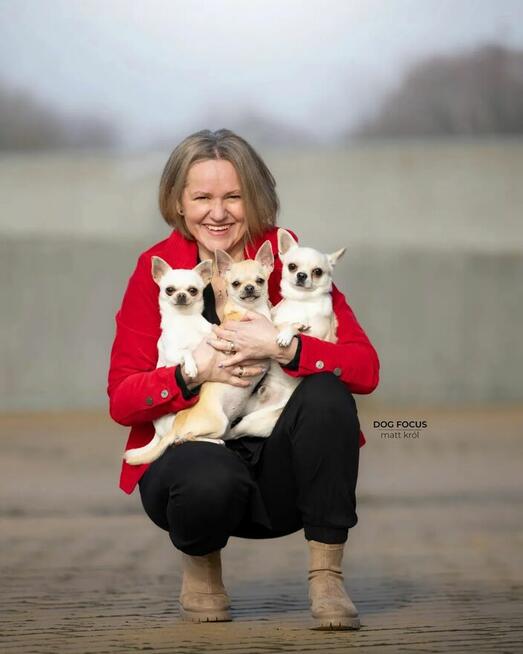 Chihuahua SUCZKA po Ch.PL, okolice W-wy, FCI