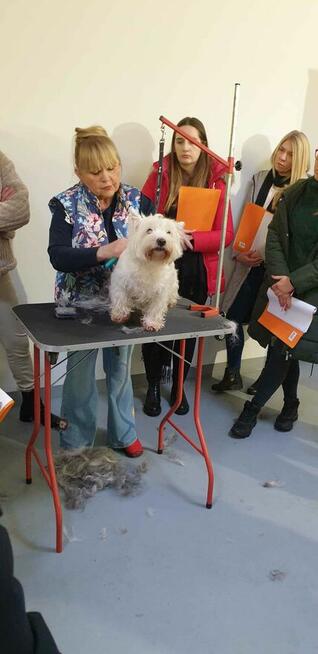 Szkolenia DLA GROOMERÓW, okolice W-wy