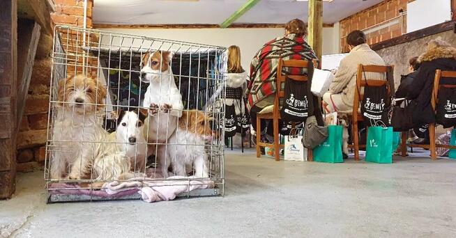 Szkolenia DLA GROOMERÓW, okolice W-wy