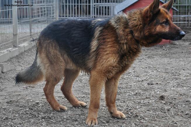 Harry- Szukamy właściciela!