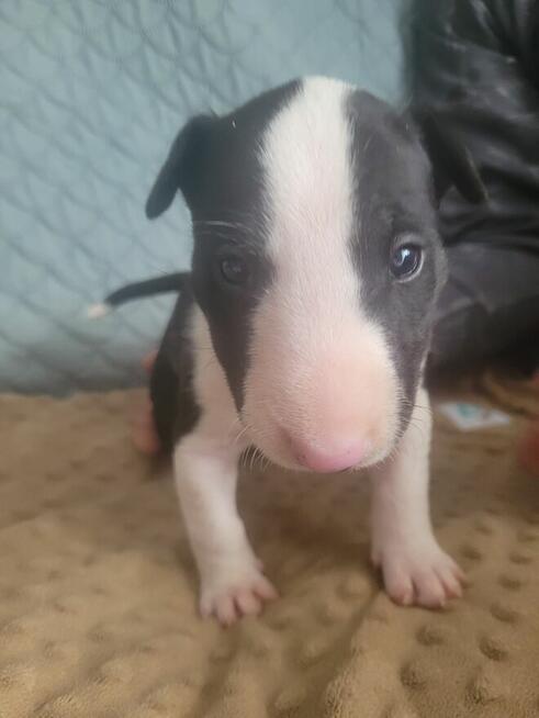 Bulterier szczeniaki