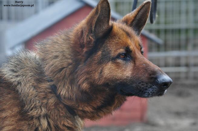 Harry- Szukamy właściciela!