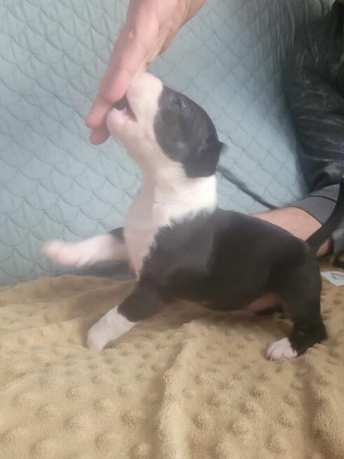 Bulterier szczeniaki