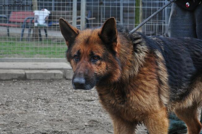 Harry- Szukamy właściciela!