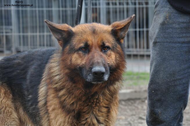 Harry- Szukamy właściciela!