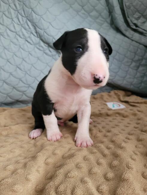 Bulterier szczeniaki