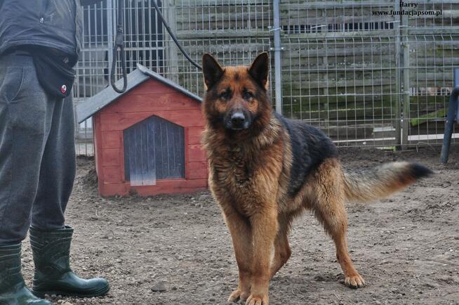 Harry- Szukamy właściciela!