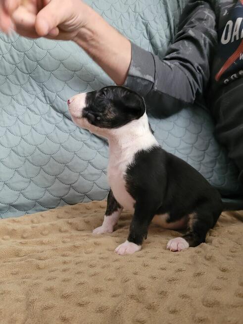 Bulterier szczeniaki