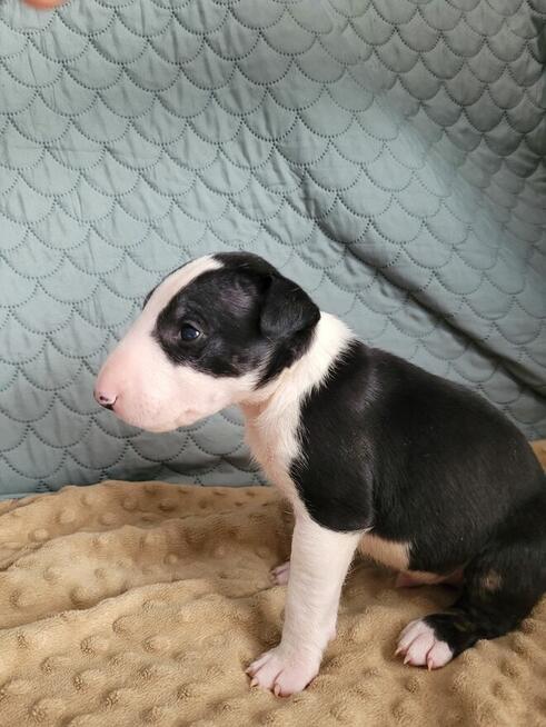 Bulterier szczeniaki