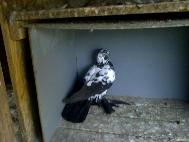 motyle warszawskie -samiczka