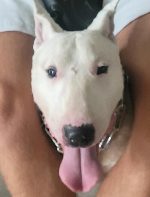 Bulterier szczeniaki