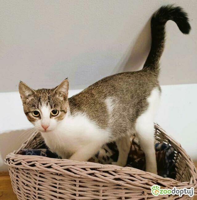 CHANEL - piękna, drobna koteczka szuka domu