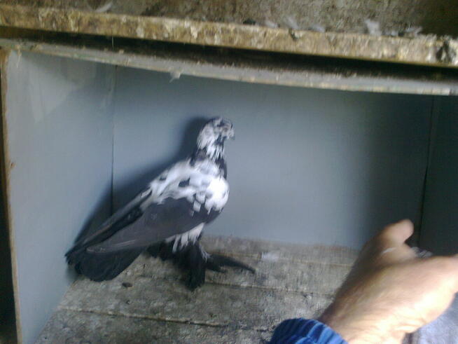 motyle warszawskie -samiczka