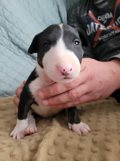 Bulterier szczeniaki