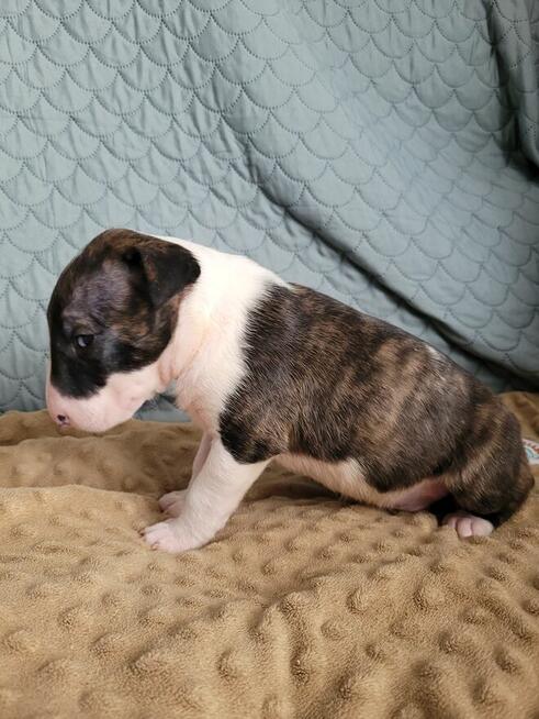 Bulterier szczeniaki