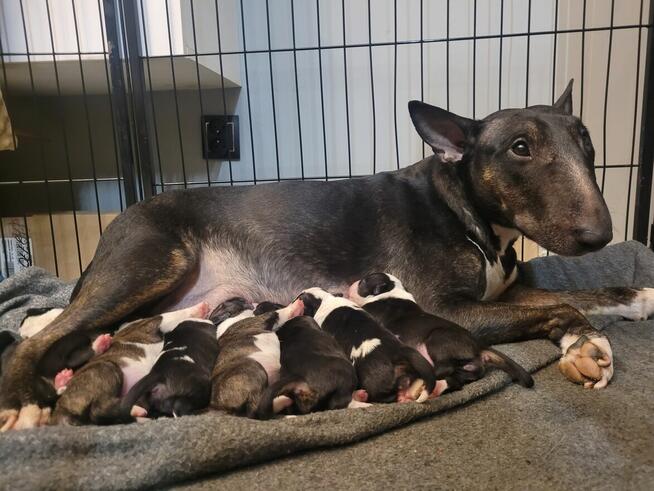 Bulterier szczeniaki