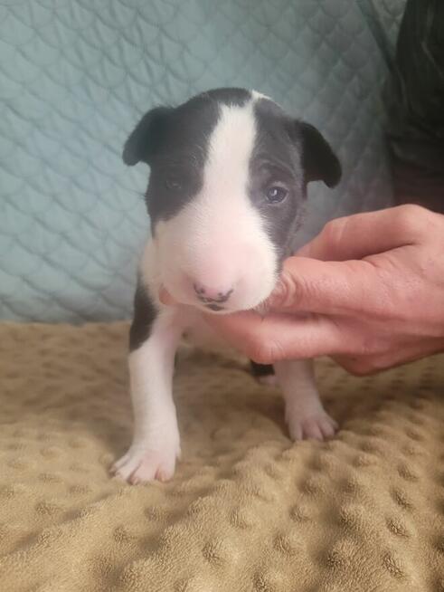 Bulterier szczeniaki