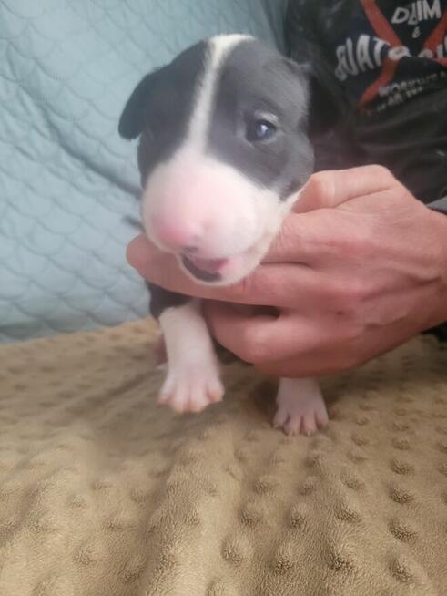 Bulterier szczeniaki