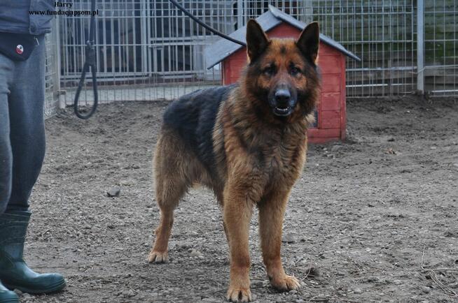 Harry- Szukamy właściciela!