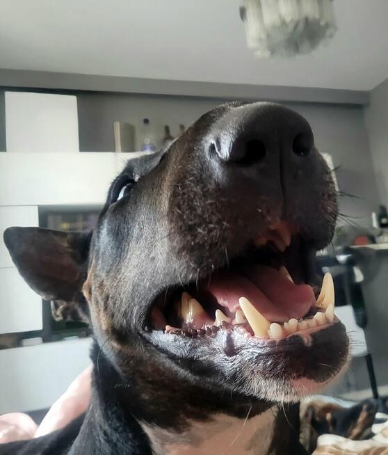 Bulterier szczeniaki