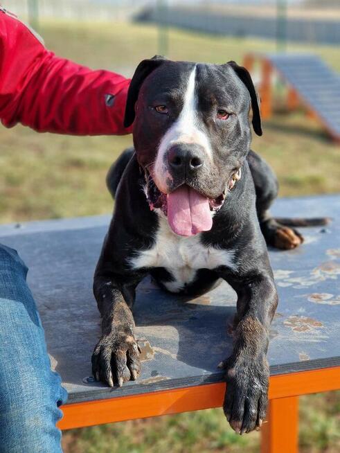 NEGRO W TYPIE AMSTAFA SZUKA AKTYWNEGO DOMKU!