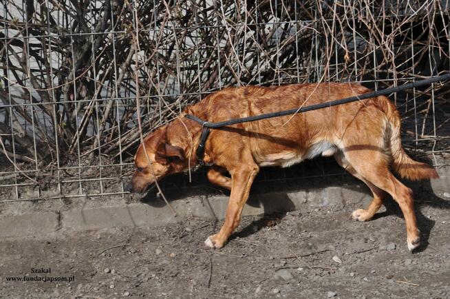 Szakal- Uroczy rudzielec czeka na właściciela!