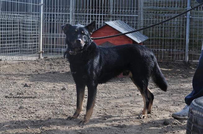 Dark- Przyjazny psiak szuka kochającego domu!