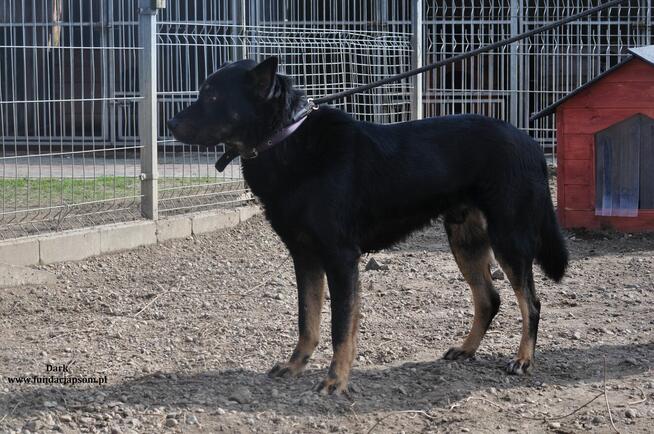 Dark- Przyjazny psiak szuka kochającego domu!