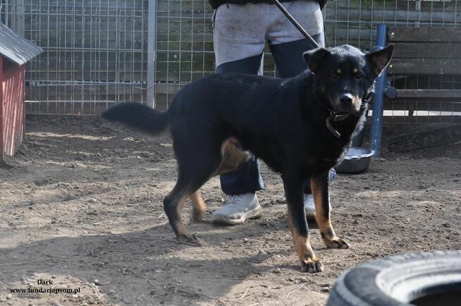 Dark- Przyjazny psiak szuka kochającego domu!