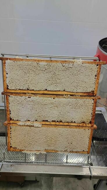 MIÓD 2025: rzepakowy, wielokwiatowy, faceliowy