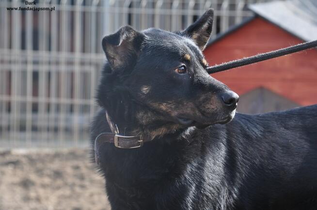 Dark- Przyjazny psiak szuka kochającego domu!