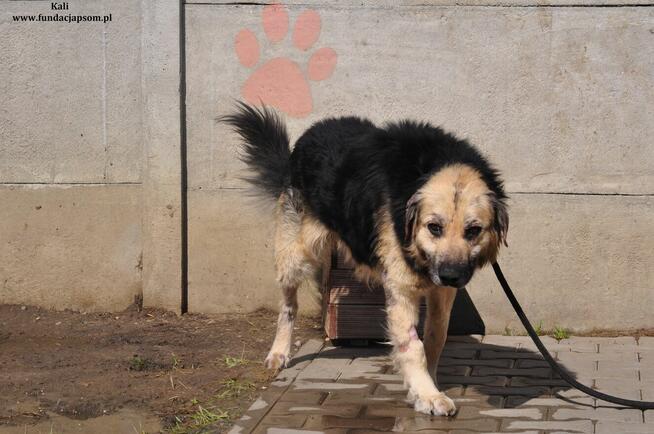 Kali- Psi senior czeka na właściciela!