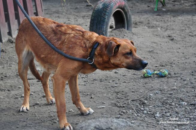 Szakal- Uroczy rudzielec czeka na właściciela!