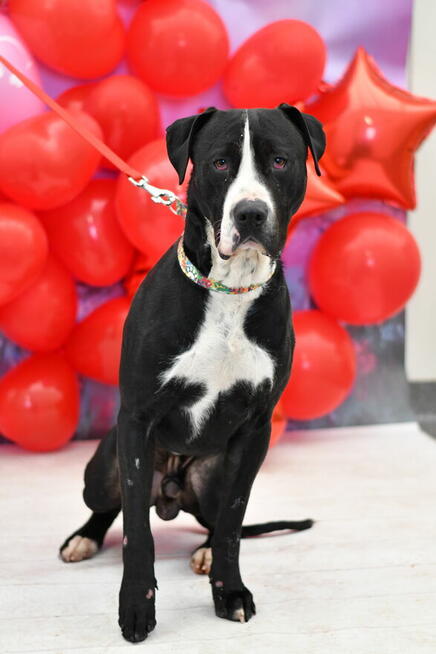 NEGRO W TYPIE AMSTAFA SZUKA AKTYWNEGO DOMKU!